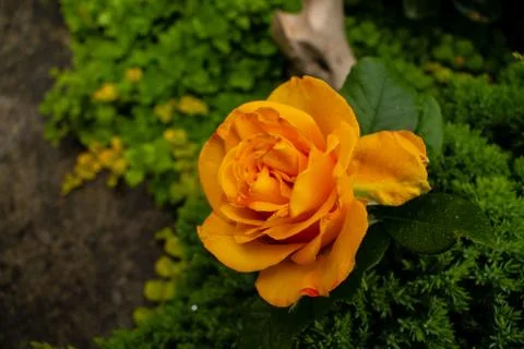 Yellow rose in a rustic background. Rose on a green background Stock Photos