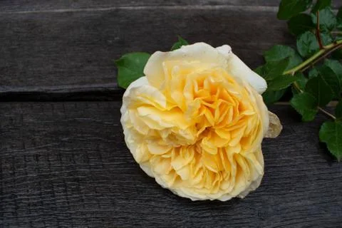 Yellow rose in a rustic background. Rose on a gray wooden background Stock Photos