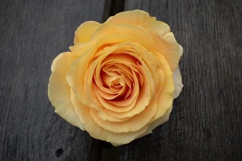 Yellow rose in a rustic background. Rose on a gray wooden background Stock Photos