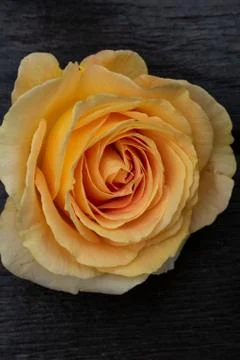 Yellow rose in a rustic background. Rose on a gray wooden background Stock Photos