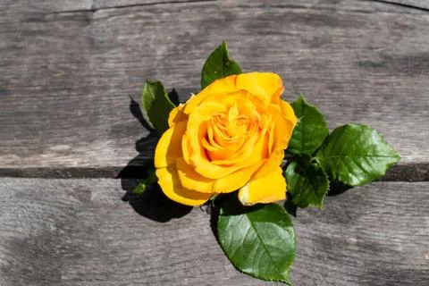 Yellow rose in a rustic background. Rose on a gray wooden background Stock Photos