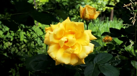 Yellow rose. Spring flower. Stock Footage 36717972