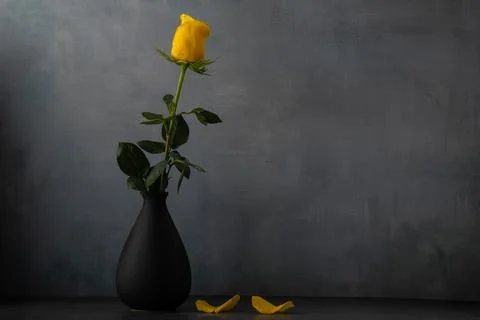 Yellow rose stands tall in black vase on dark surface with petals nearby in.. Stock Photos