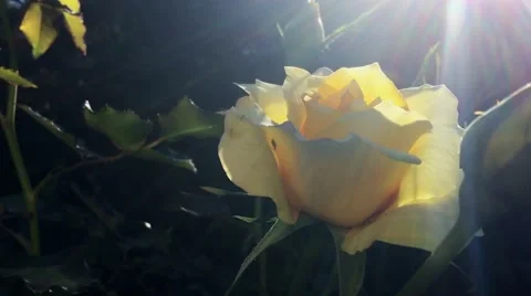 Yellow Rose Sunlight Stock Footage 62699688