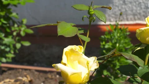 Yellow rose in the sunlight Stock Footage 281271921