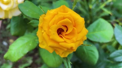 Yellow rose swaying in the wind 库存影片 205360914