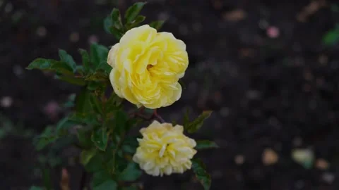 A yellow rose sways in the wind. Video stock 170964933