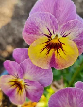 Yellow- rose Viola Stock Photos
