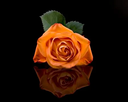 Yellow Rose With Water Reflection Stock Photos