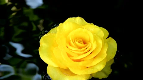 Yellow rose on the water surface. Stock Footage 157773929