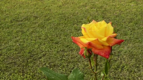 Yellow rose waving in the wind Stock Footage 60212224