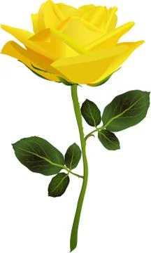 Yellow rose on a white background Stock Illustration