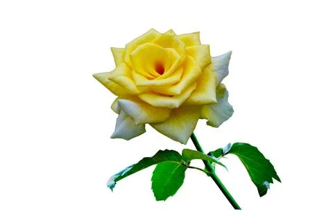 Yellow rose white background, isolate Stock Photos