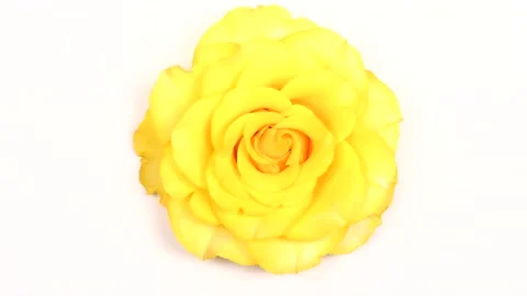 Yellow rose on white, close-up video. Top view. Counterclockwise rotation. Stock Footage 157772032