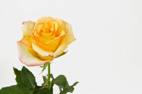 Yellow Rose on White Stock Photos