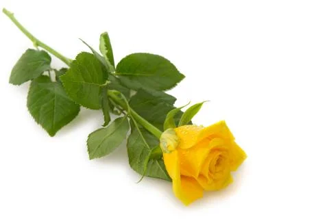 Yellow rose on white. Stock Photos