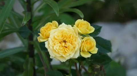 Yellow Rose On The Wind Stock Footage 53878347