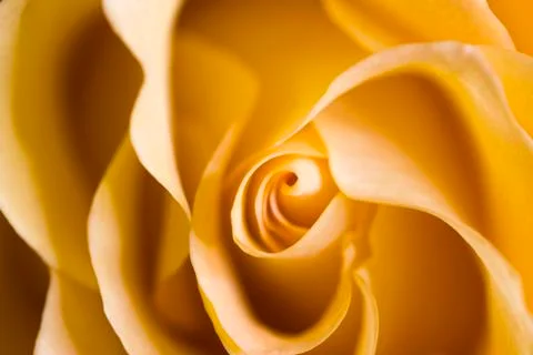 Yellow rosebud Stock Photos