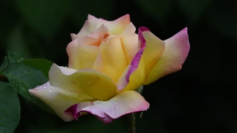 Yellow roseclose-up Stock Footage 282008833