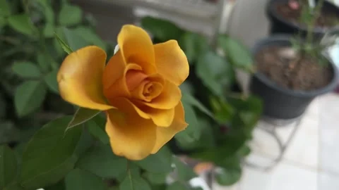 Yellow rose,flower plant Video stock 252179210