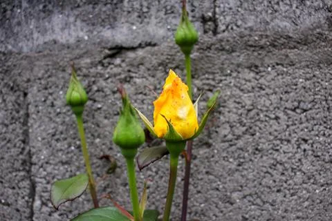 Yellow roses about to explode in my garden Stockfoto's