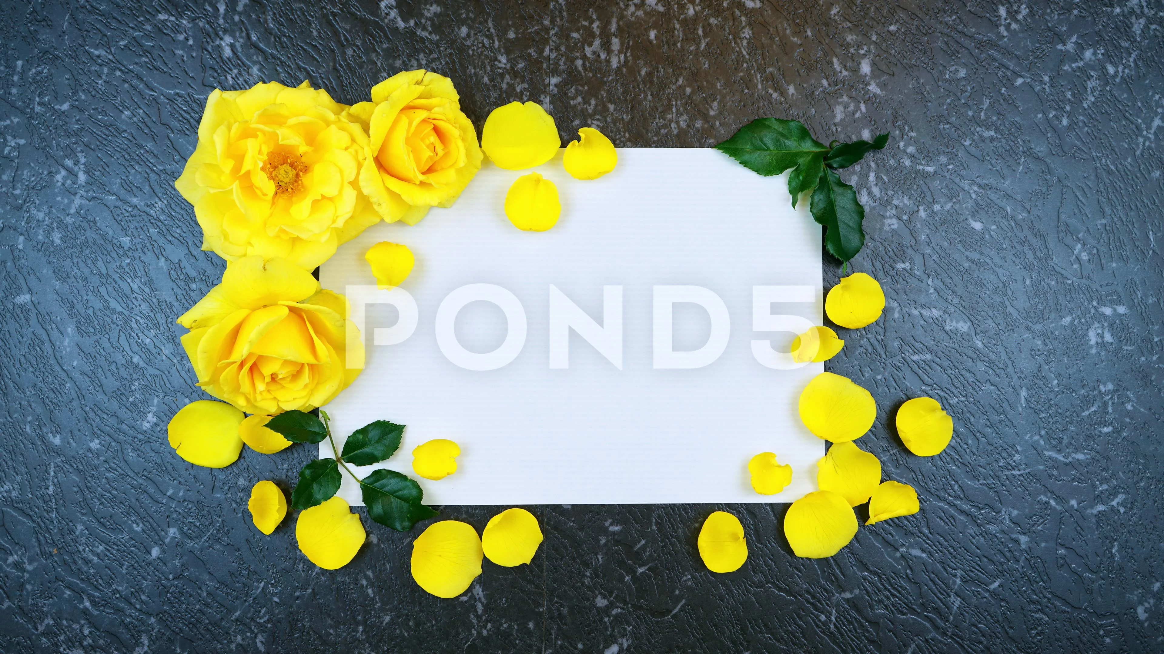 yellow rose border