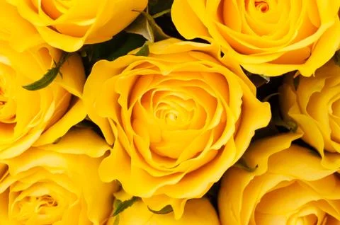Yellow roses background Stock Photos