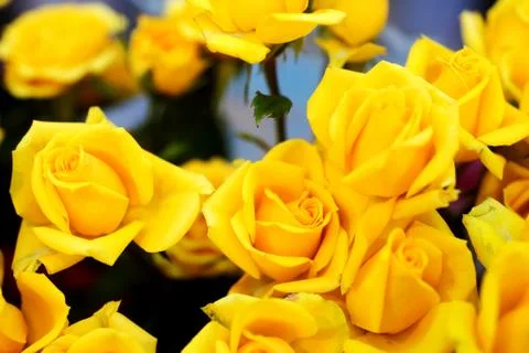Yellow roses background Stock Photos