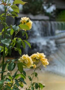 Yellow roses on a background of waterfall. Selective focus Foto stock