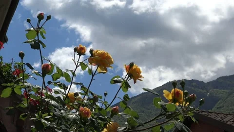 Yellow roses in the backlight Vidéo 157599269