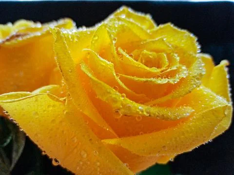 Yellow roses on a black background with water droplets on the petals Stock Photos
