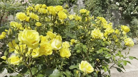 Yellow Roses Bloom in a Garden Setting During Sunny Afternoon Stock Footage 326032514