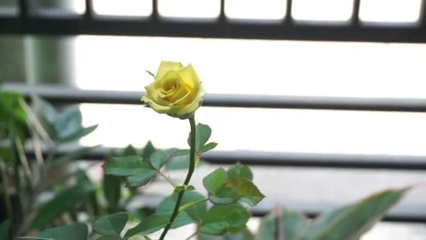 Yellow roses on bright and blurry background Video stock 213964431