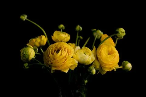 Yellow Roses Close-up Stock Photos