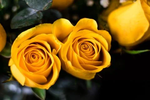 Yellow roses close up shot with green leaves. yellow roses for valentines day Stock Photos