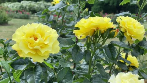 Yellow roses close-up  swaying in the wind Stock Footage 221096686