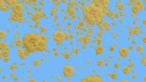 Yellow roses fall on a blue background Stock Footage 196571973