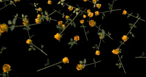 YELLOW ROSES falling slow motion Stock Footage 102071459