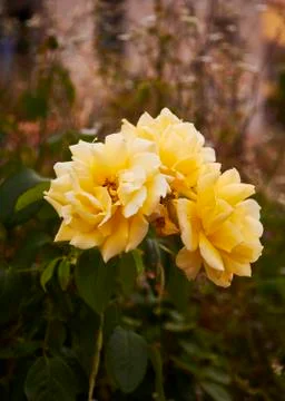 Yellow roses in the field Stock Photos
