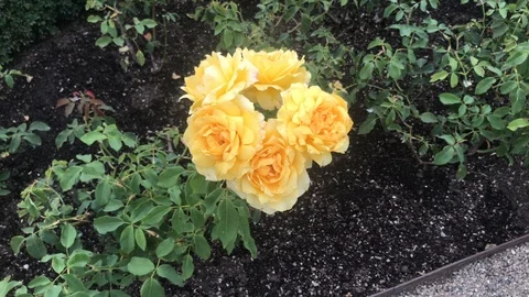 Yellow Roses 库存影片 95740983