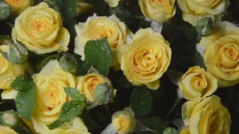 Yellow roses Video stock 207460019