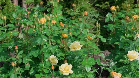 Yellow roses Stock Footage 314435163