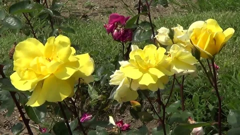Yellow roses 動画素材 334861331
