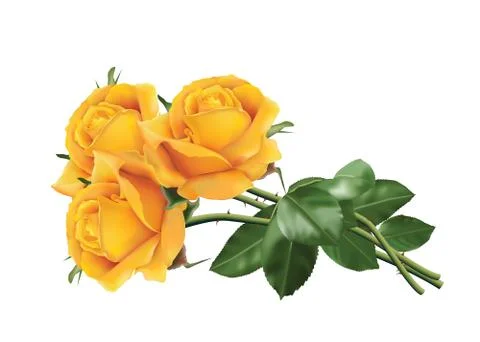 Yellow roses Stock Illustration