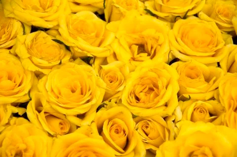 Yellow Roses Stock Photos