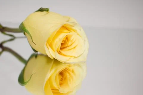 Yellow roses Stock Photos