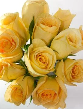 Yellow roses Stock Photos
