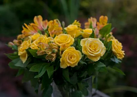 Yellow roses Stock Photos