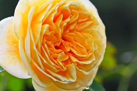 Yellow roses Stock Photos