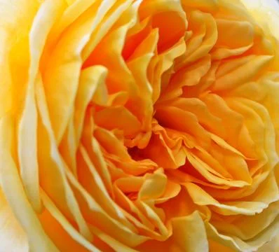 Yellow roses Stock Photos